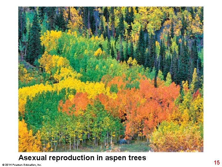 Asexual reproduction in aspen trees © 2014 Pearson Education, Inc. 15 