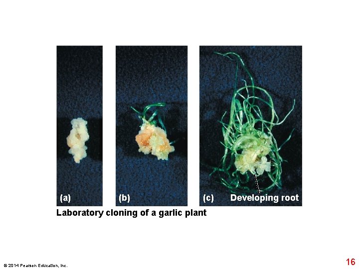 (a) (b) (c) Developing root Laboratory cloning of a garlic plant © 2014 Pearson