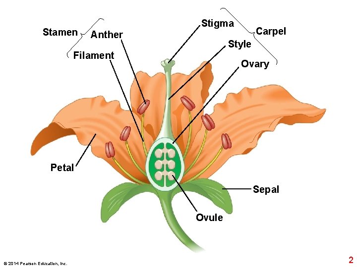 Stamen Stigma Anther Carpel Style Filament Ovary Petal Sepal Ovule © 2014 Pearson Education,