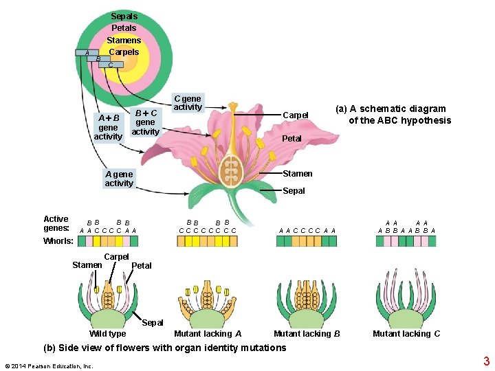 Sepals Petals A B Stamens Carpels C A B gene activity B C gene