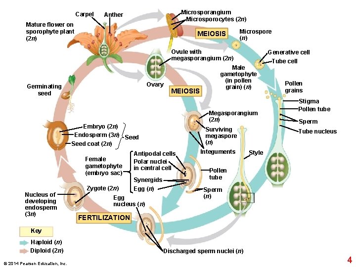 Carpel Microsporangium Microsporocytes (2 n) Anther Mature flower on sporophyte plant (2 n) MEIOSIS