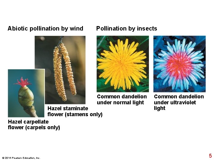 Abiotic pollination by wind Pollination by insects Common dandelion under normal light Hazel staminate