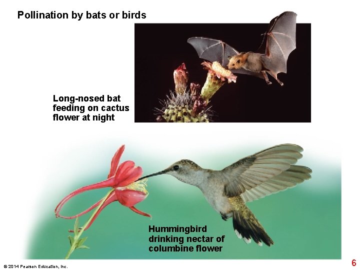 Pollination by bats or birds Long-nosed bat feeding on cactus flower at night Hummingbird
