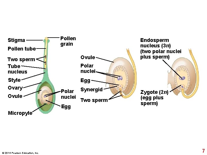 Stigma Pollen tube Pollen grain Ovule Two sperm Tube nucleus Polar nuclei Style Egg