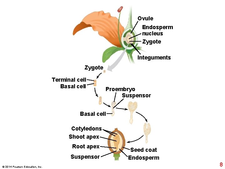 Ovule Endosperm nucleus Zygote Integuments Zygote Terminal cell Basal cell Proembryo Suspensor Basal cell