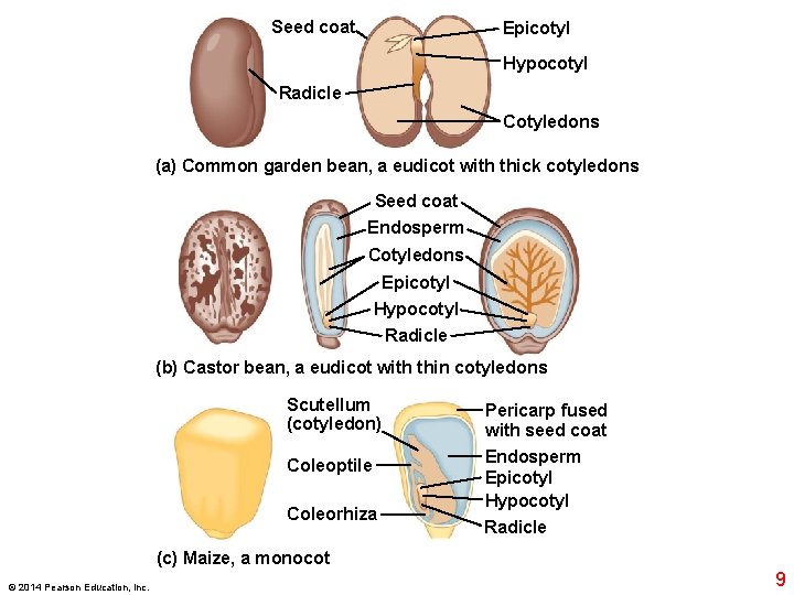 Seed coat Epicotyl Hypocotyl Radicle Cotyledons (a) Common garden bean, a eudicot with thick