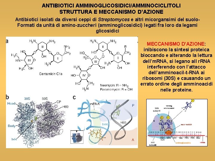 ANTIBIOTICI AMMINOGLICOSIDICI/AMMINOCICLITOLI STRUTTURA E MECCANISMO D’AZIONE Antibiotici isolati da diversi ceppi di Streptomyces e