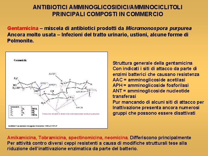 ANTIBIOTICI AMMINOGLICOSIDICI/AMMINOCICLITOLI PRINCIPALI COMPOSTI IN COMMERCIO Gentamicina – miscela di antibiotici prodotti da Micromonospora