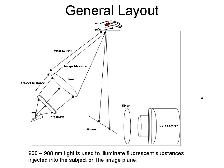 General Layout 600 – 900 nm light is used to illuminate fluorescent substances injected