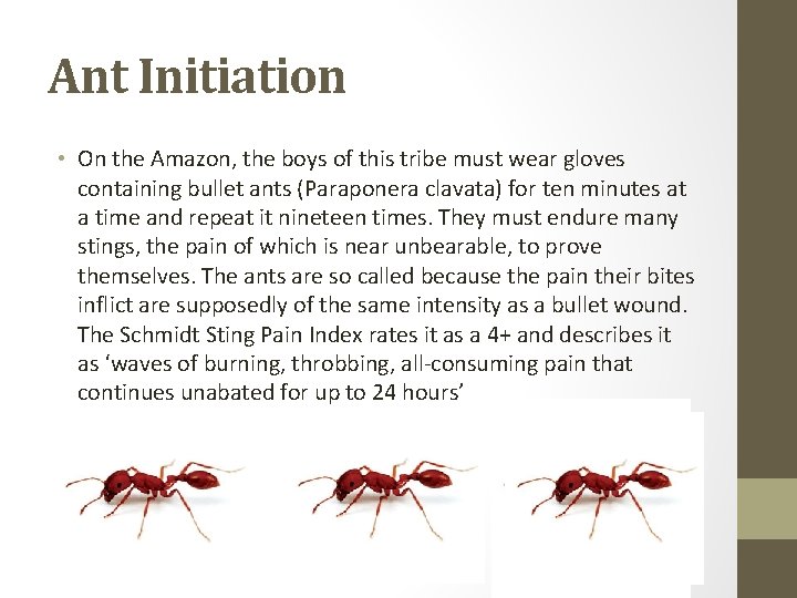 Ant Initiation • On the Amazon, the boys of this tribe must wear gloves