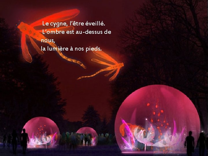 Le cygne, l’être éveillé. L’ombre est au-dessus de nous, la lumière à nos pieds.