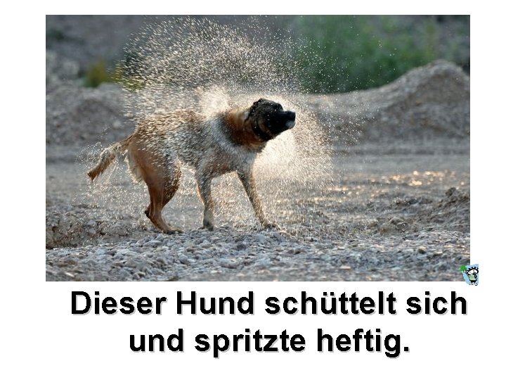 Dieser Hund schüttelt sich und spritzte heftig. Dieser Hund schüttelt sich und spritzte heftig.
