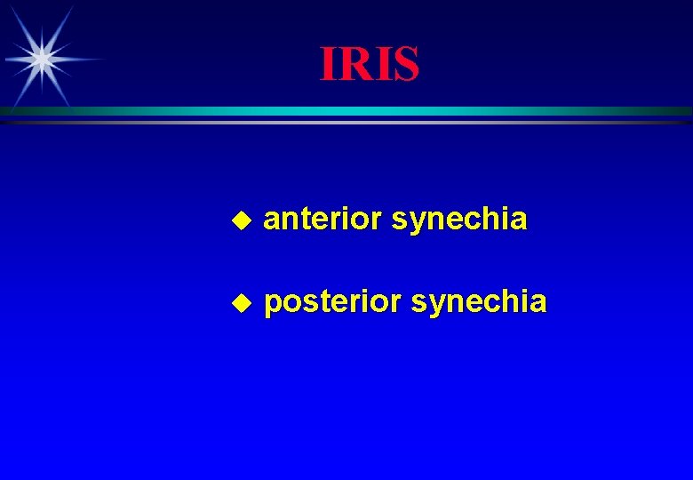 IRIS u anterior synechia u posterior synechia 