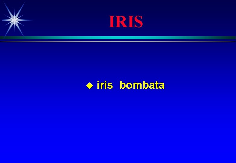 IRIS u iris bombata 