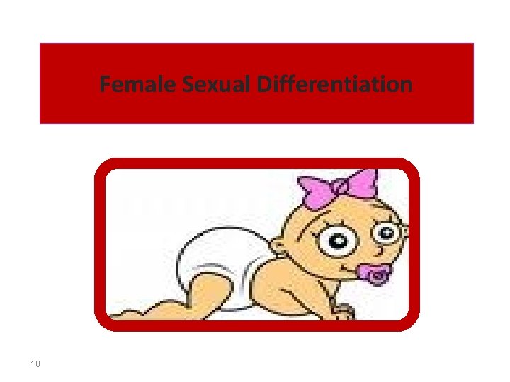 Female Sexual Differentiation 10 