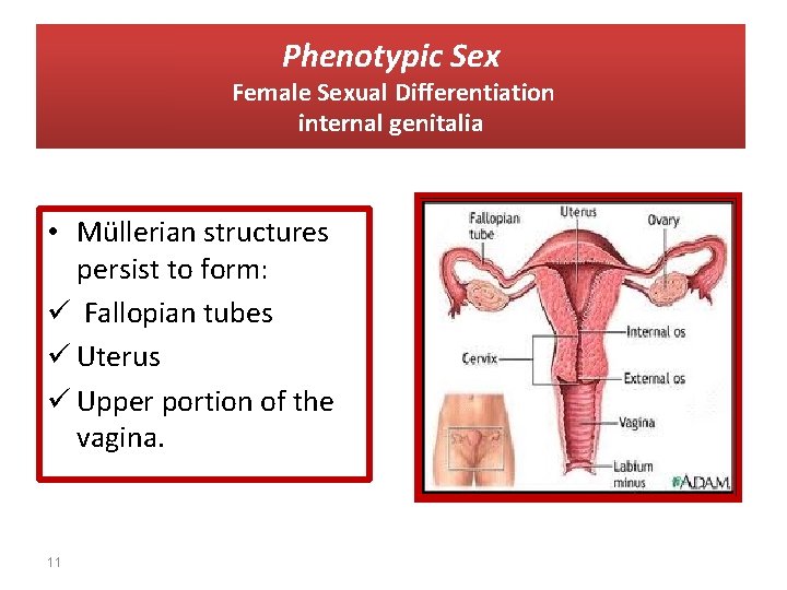 Phenotypic Sex Female Sexual Differentiation internal genitalia • Müllerian structures persist to form: ü