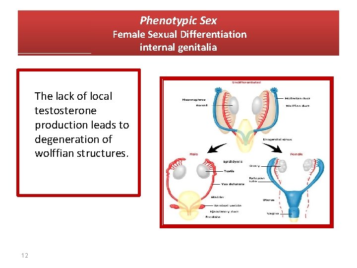 Phenotypic Sex Female Sexual Differentiation internal genitalia The lack of local testosterone production leads