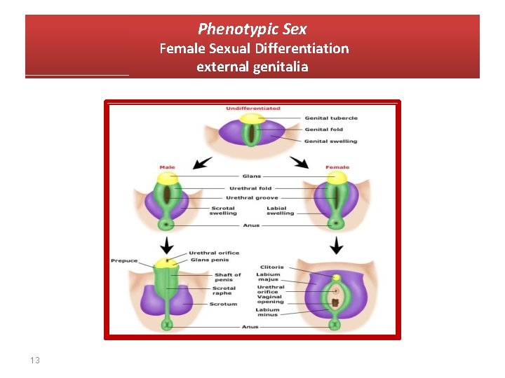 Phenotypic Sex Female Sexual Differentiation external genitalia 13 