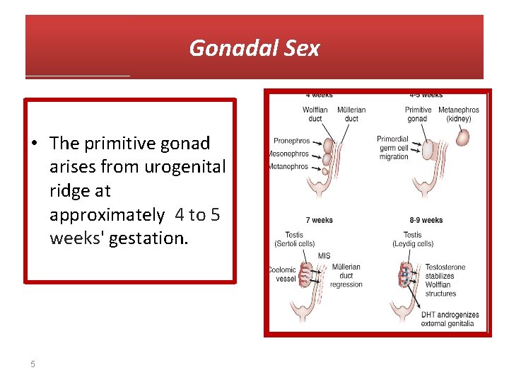 Gonadal Sex • The primitive gonad arises from urogenital ridge at approximately 4 to