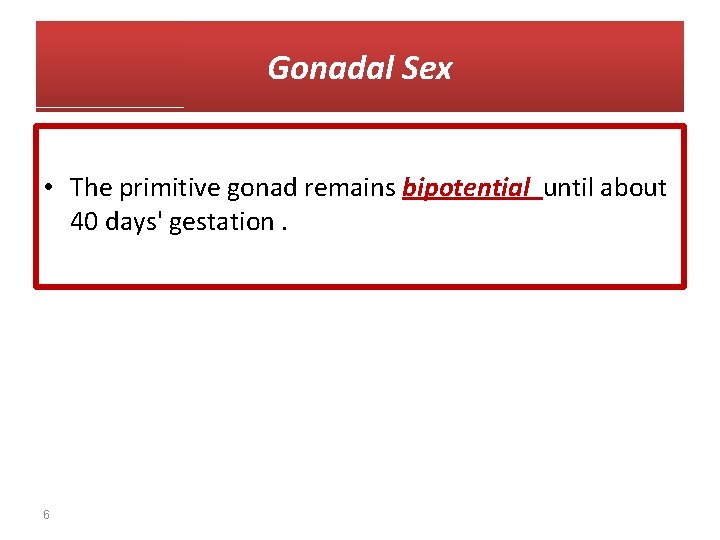 Gonadal Sex • The primitive gonad remains bipotential until about 40 days' gestation. 6