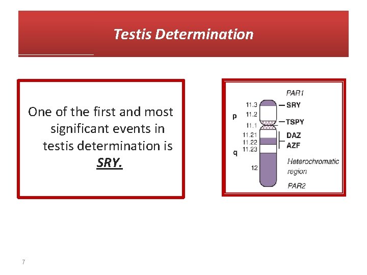Testis Determination One of the first and most significant events in testis determination is
