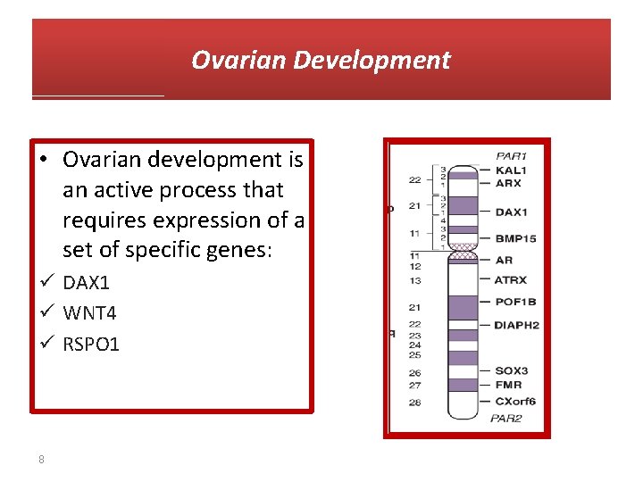 Ovarian Development • Ovarian development is an active process that requires expression of a