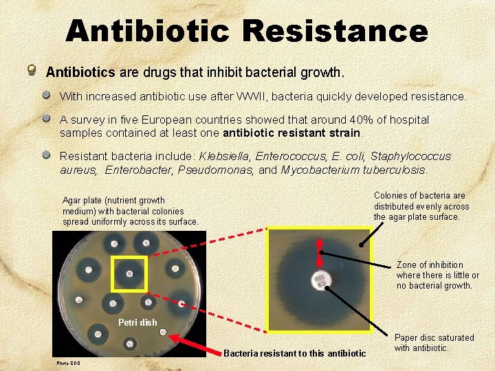 Antibiotic Resistance Antibiotics are drugs that inhibit bacterial growth. With increased antibiotic use after