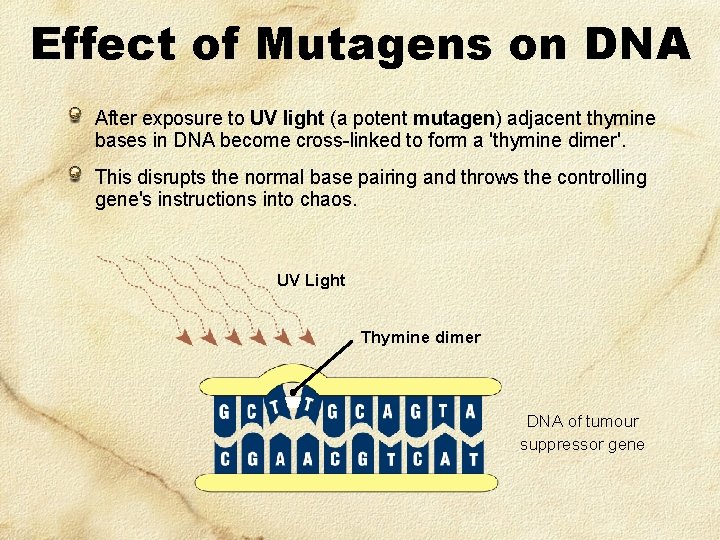 Effect of Mutagens on DNA After exposure to UV light (a potent mutagen) adjacent
