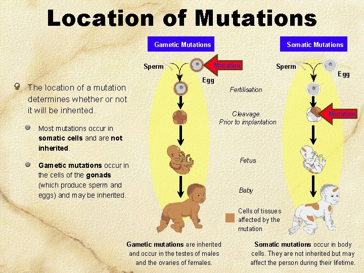 Location of Mutations Gametic Mutations Sperm The location of a mutation determines whether or