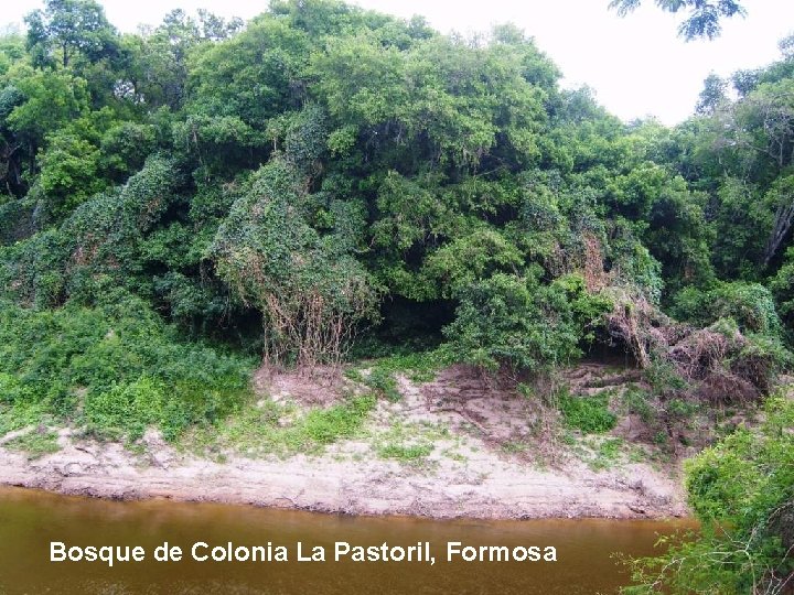 Bosque de Colonia La Pastoril, Formosa 