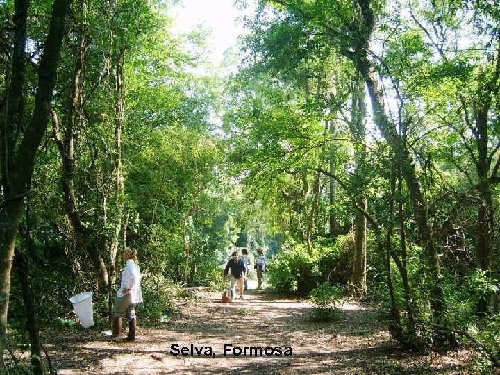 Selva, Formosa 