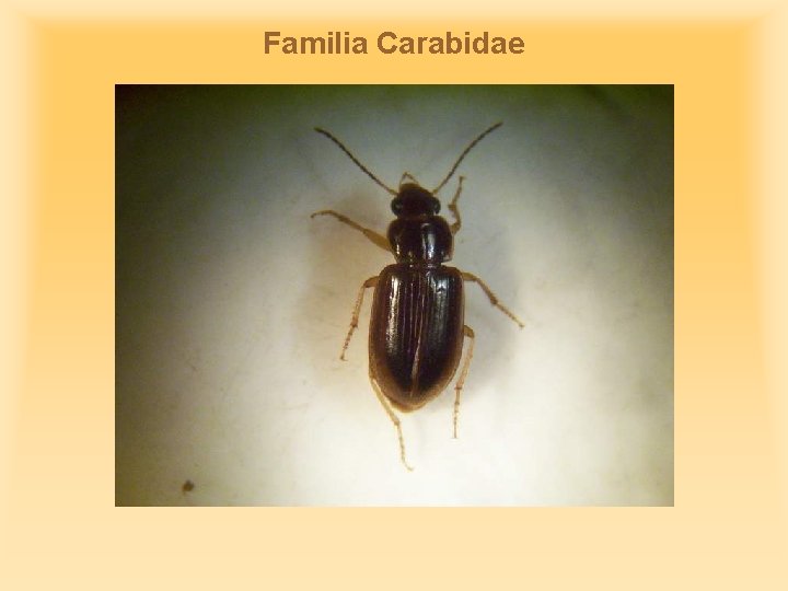 Familia Carabidae 