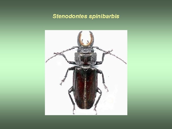 Stenodontes spinibarbis 