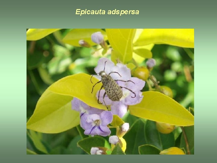 Epicauta adspersa 