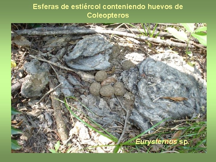 Esferas de estiércol conteniendo huevos de Coleopteros Eurysternus sp. 