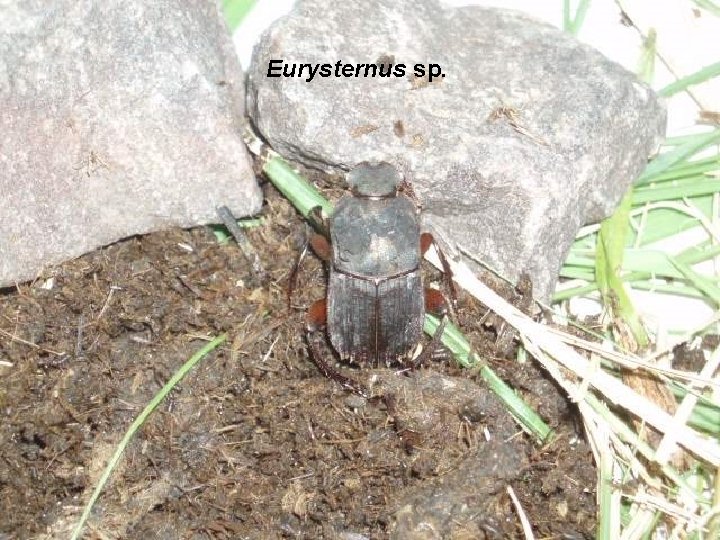 Eurysternus sp. 