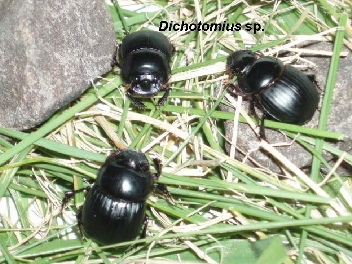 Dichotomius sp. 