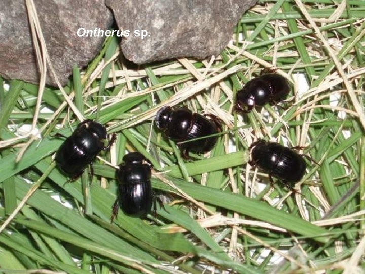 Ontherus sp. 