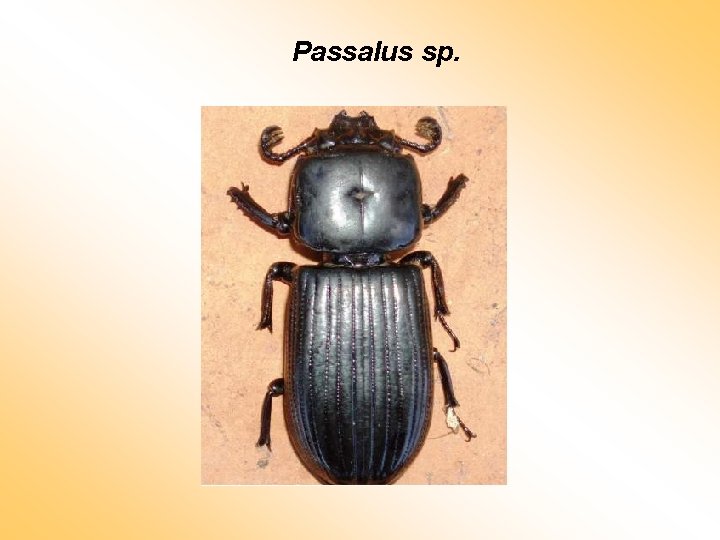 Passalus sp. 