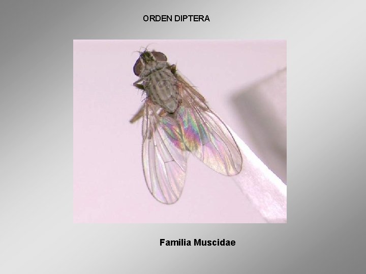 ORDEN DIPTERA Familia Muscidae 