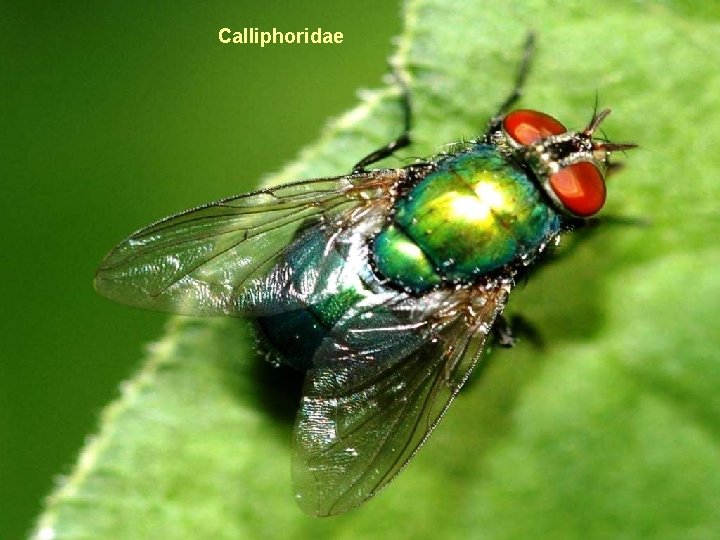 Calliphoridae 