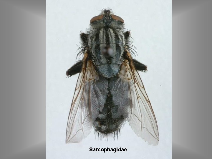 Sarcophagidae 