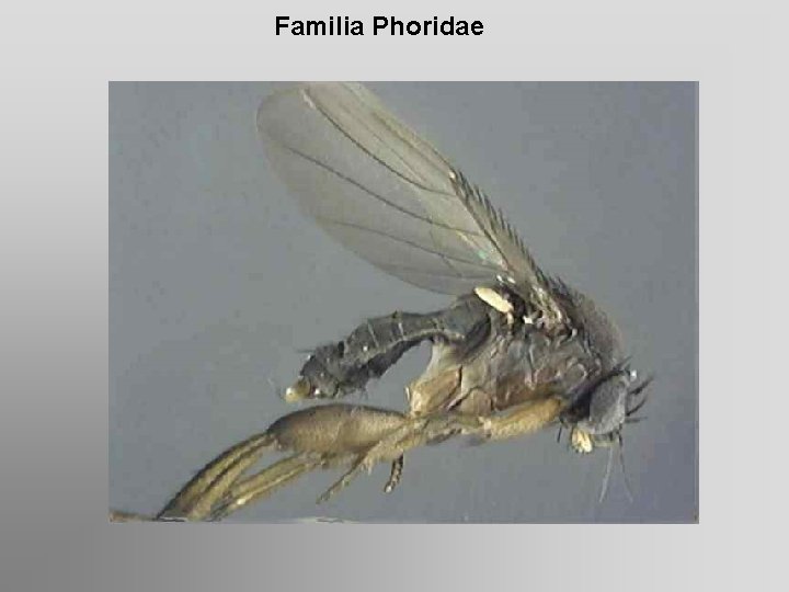 Familia Phoridae 