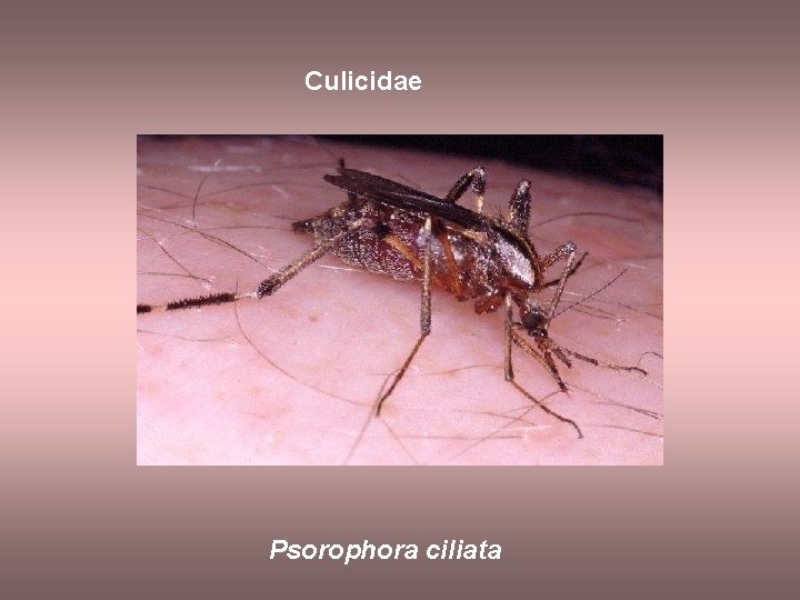 Culicidae Psorophora ciliata 