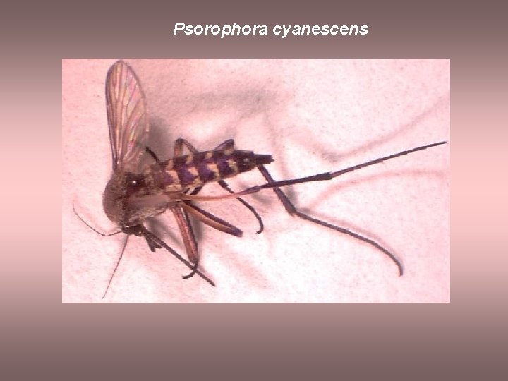 Psorophora cyanescens 