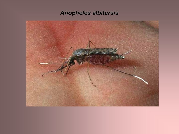 Anopheles albitarsis 