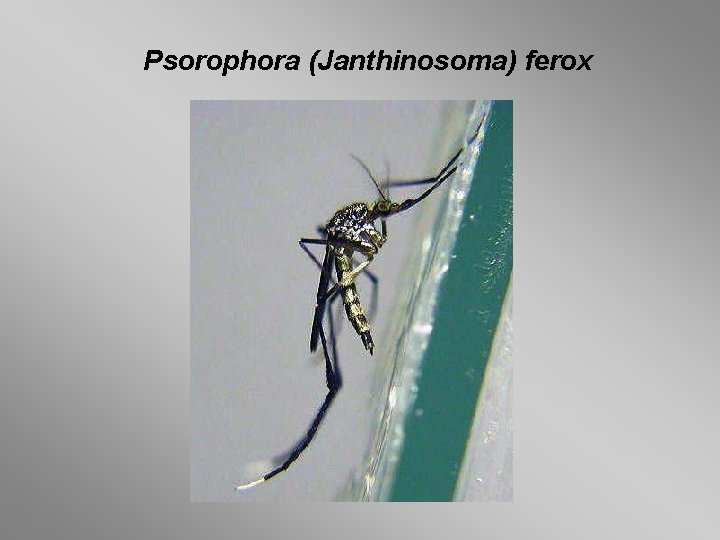 Psorophora (Janthinosoma) ferox 