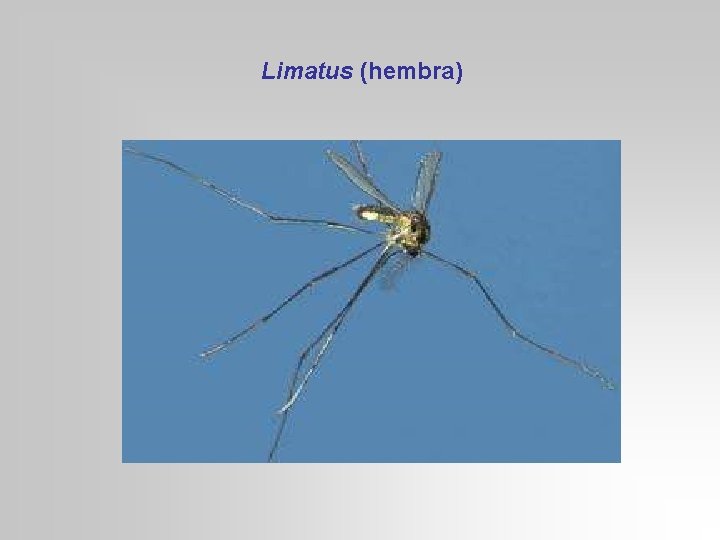 Limatus (hembra) 