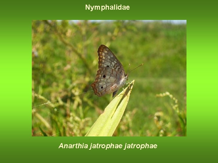 Nymphalidae Anarthia jatrophae 