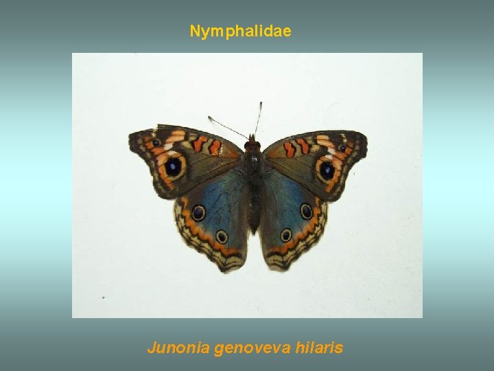 Nymphalidae Junonia genoveva hilaris 